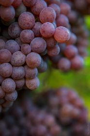 Domaine D (1). Ruff_Vendanges_18.jpg