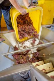 Domaine D. Ruff_Vendanges_289.jpg