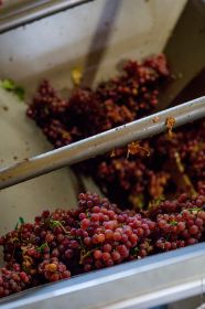 Domaine D. Ruff_Vendanges_278.jpg