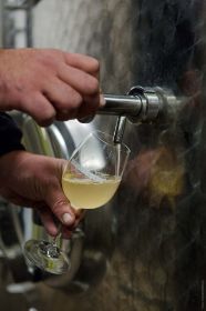 Domaine D. Ruff_Vendanges_45.jpg